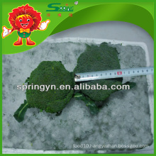 2015 New Crop 4-8 cm frozen broccoli wholesale green broccoli